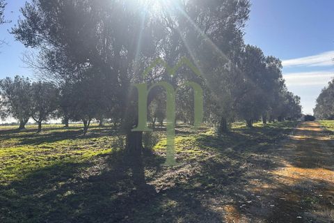 Ruinere i Brindisi, Brindisi, Brindisi - € 68.000 | Ref: Casolare Bern - foto 13
